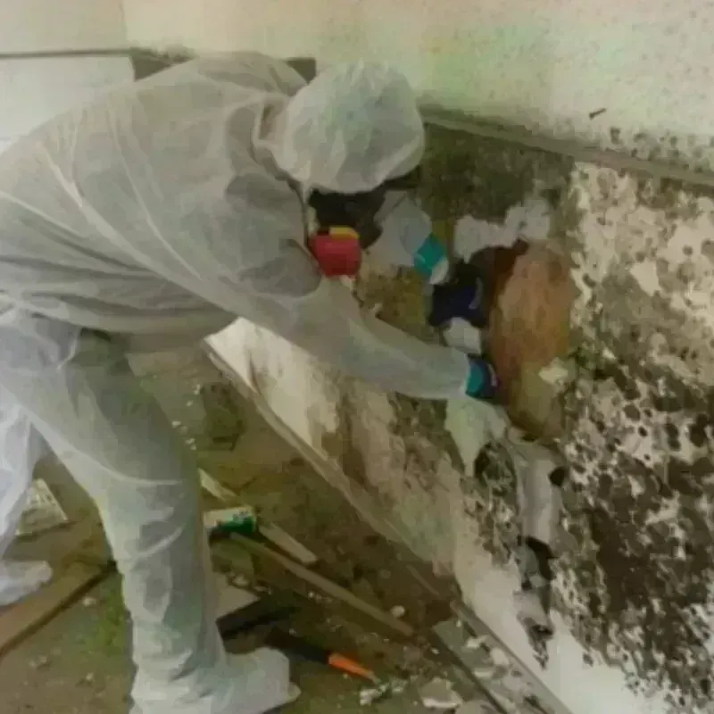 Mold Remediation and Removal in Paris, TX